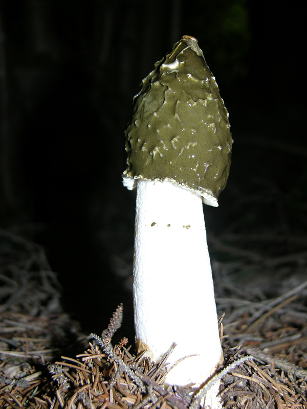 Un paracarro nel bosco......